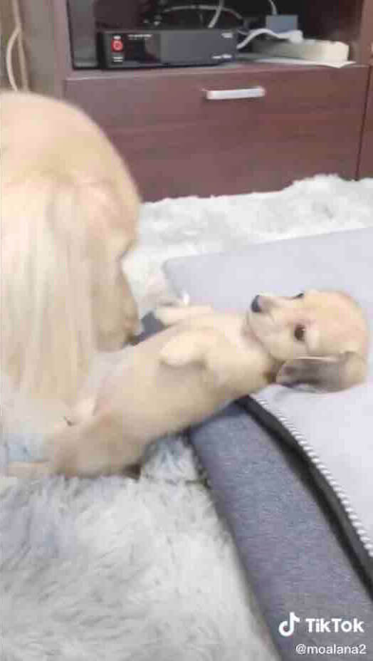 ダックスフンド,動画