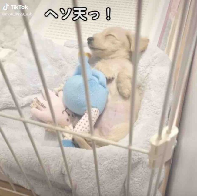 ダックスフンド,動画