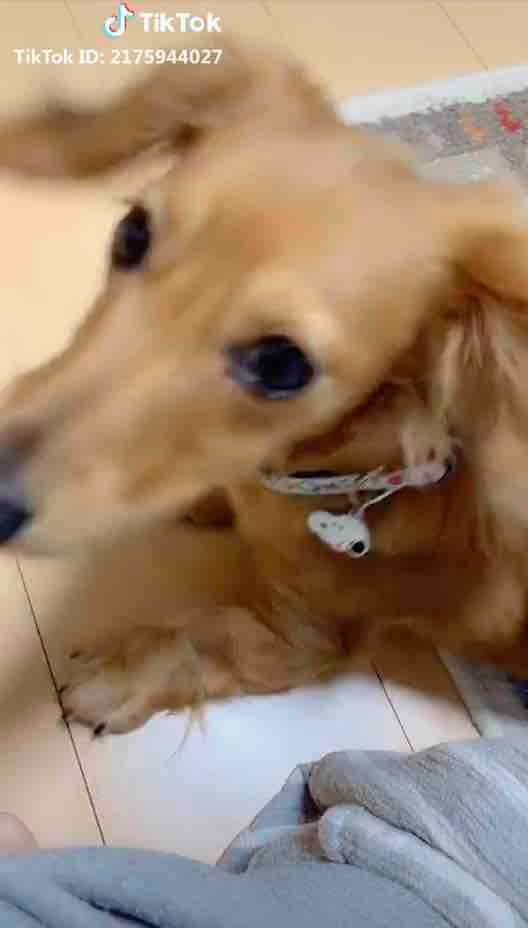 ダックスフンド,動画