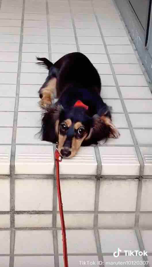 ダックスフンド,動画