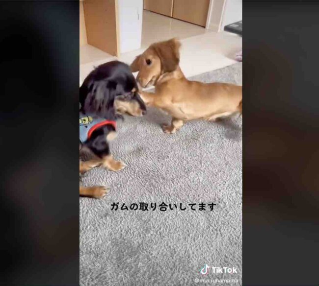 ダックスフンド,動画