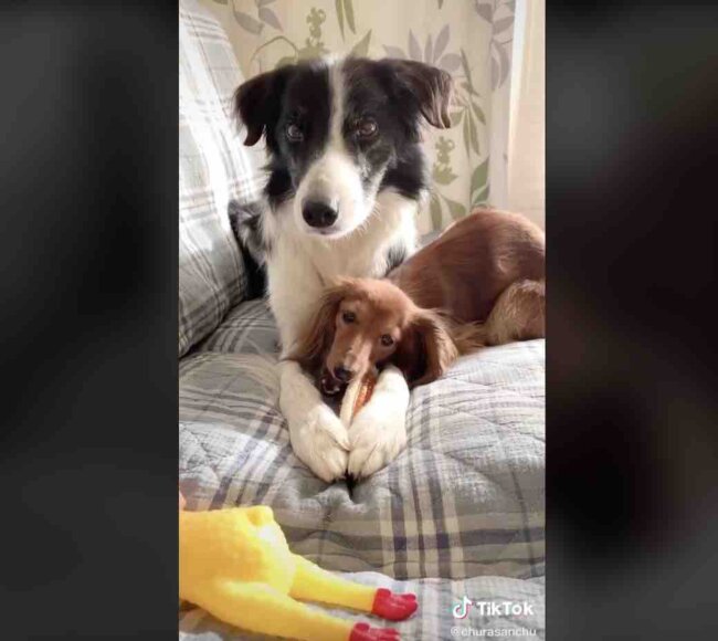 ダックスフンド,動画