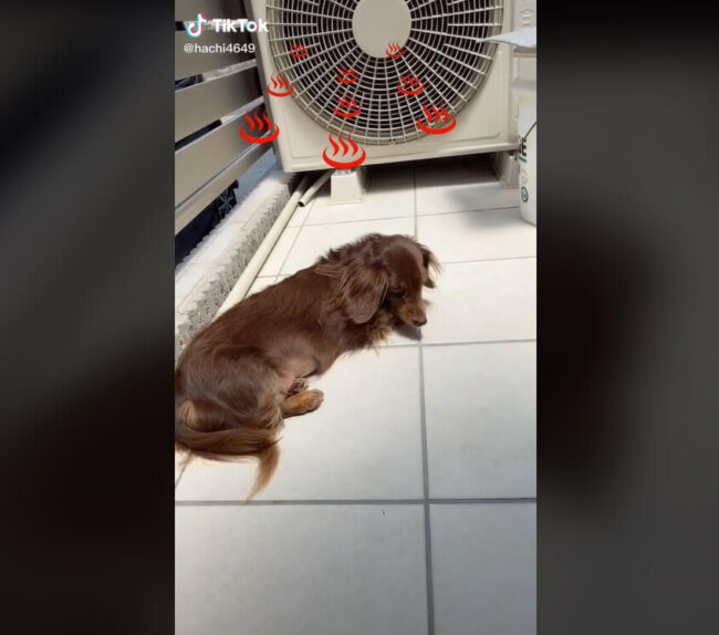 ダックスフンド,動画