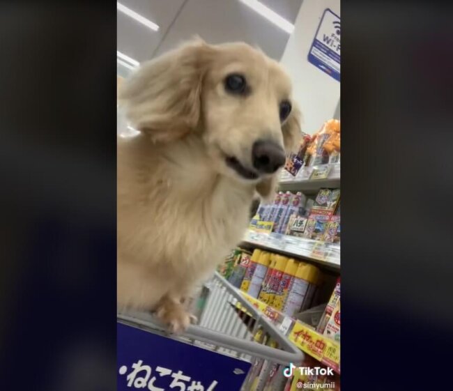 ダックスフンド,動画