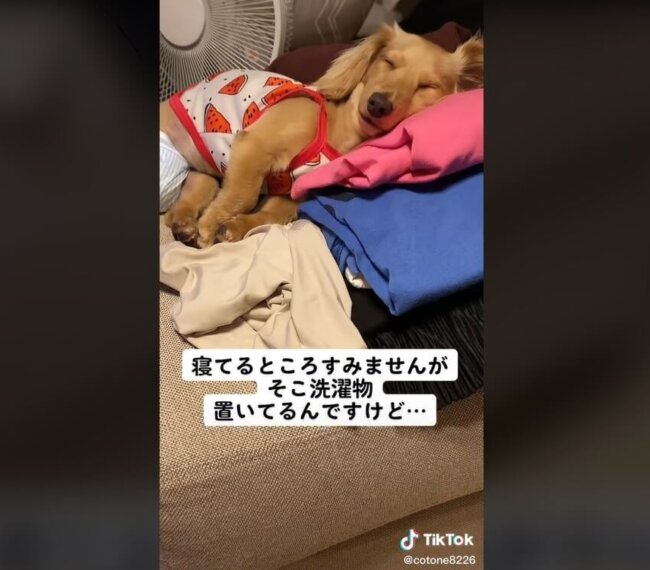 ダックスフンド,動画