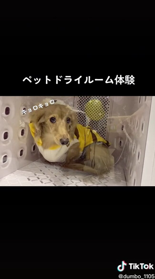 ダックスフンド,動画