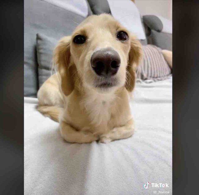 ダックスフンド,動画