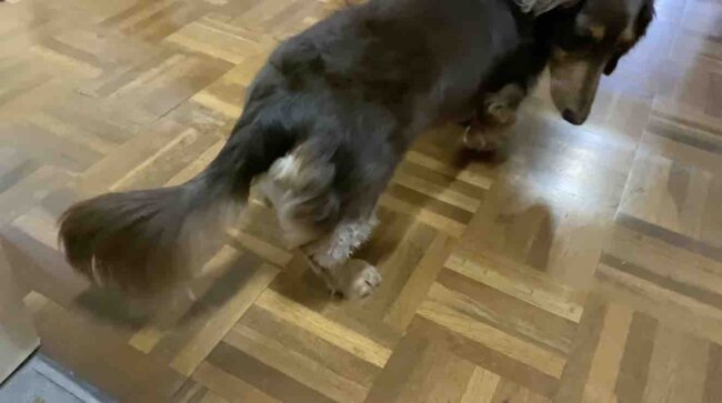 ダックスフンド,動画