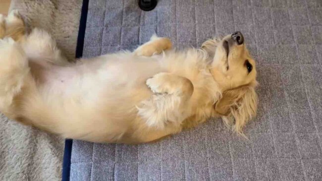 ダックスフンド,動画