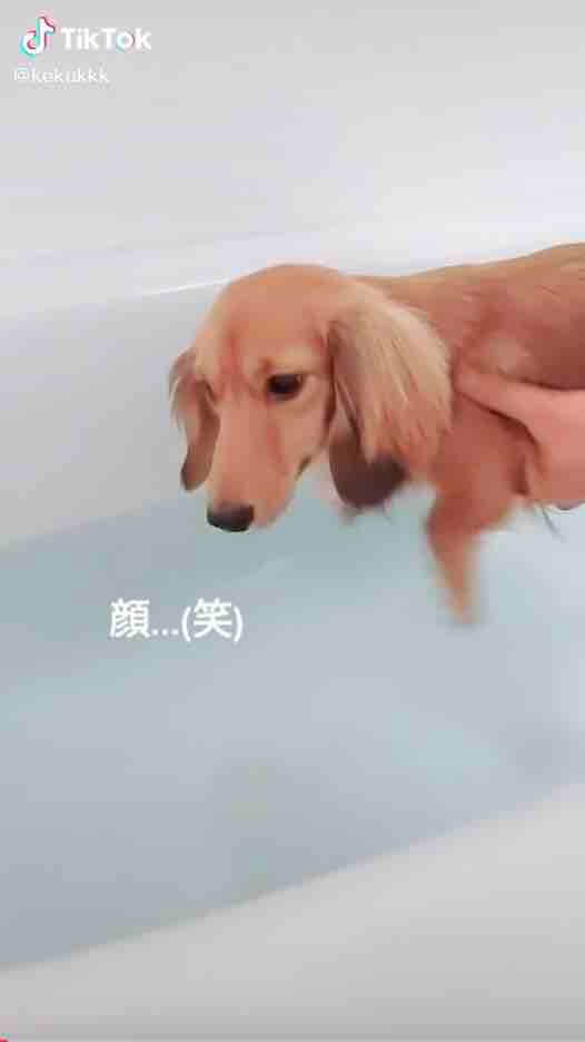 ダックスフンド,動画