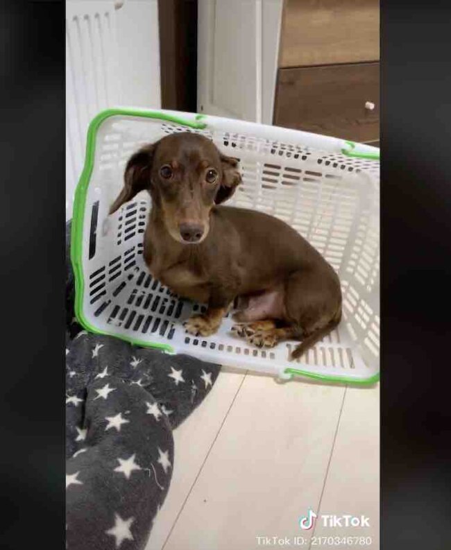 ダックスフンド,動画