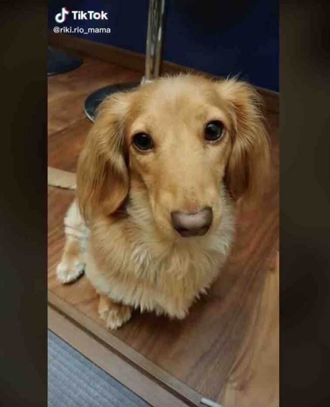 ダックスフンド,動画