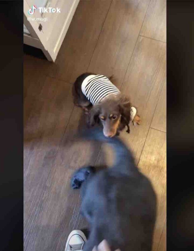 ダックスフンド,動画