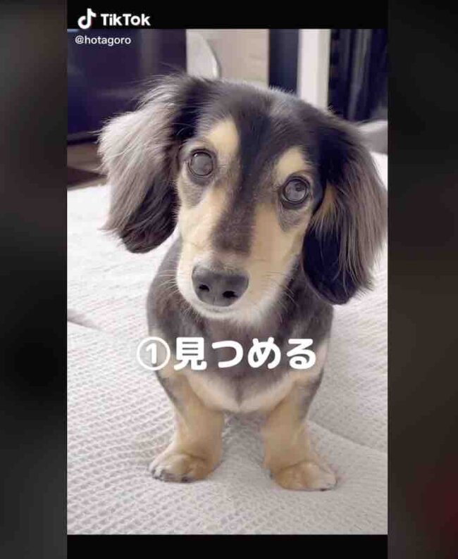 ダックスフンド,動画