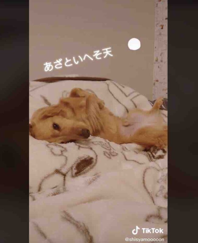 ダックスフンド,動画