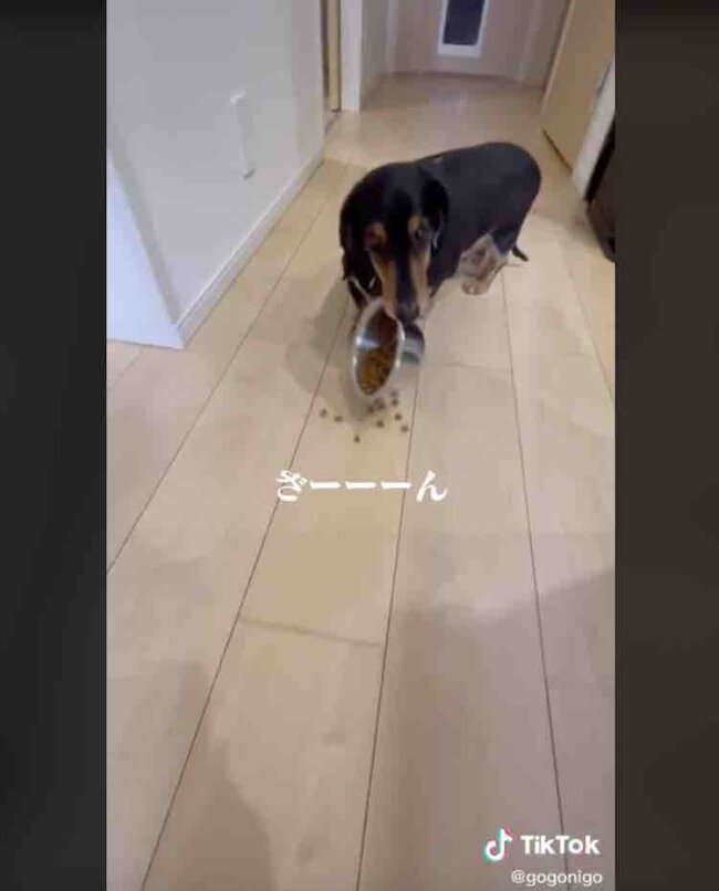 ダックスフンド,動画