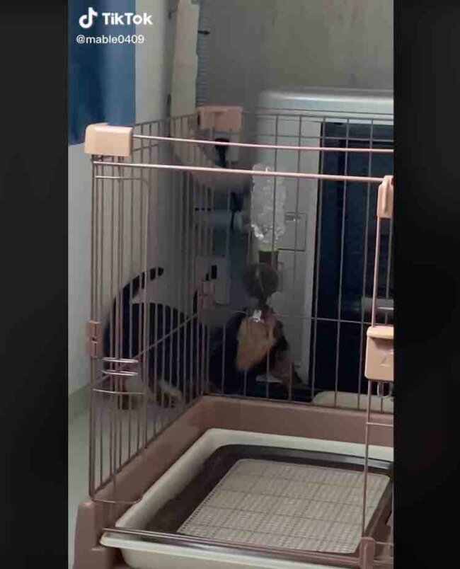 ダックスフンド,動画