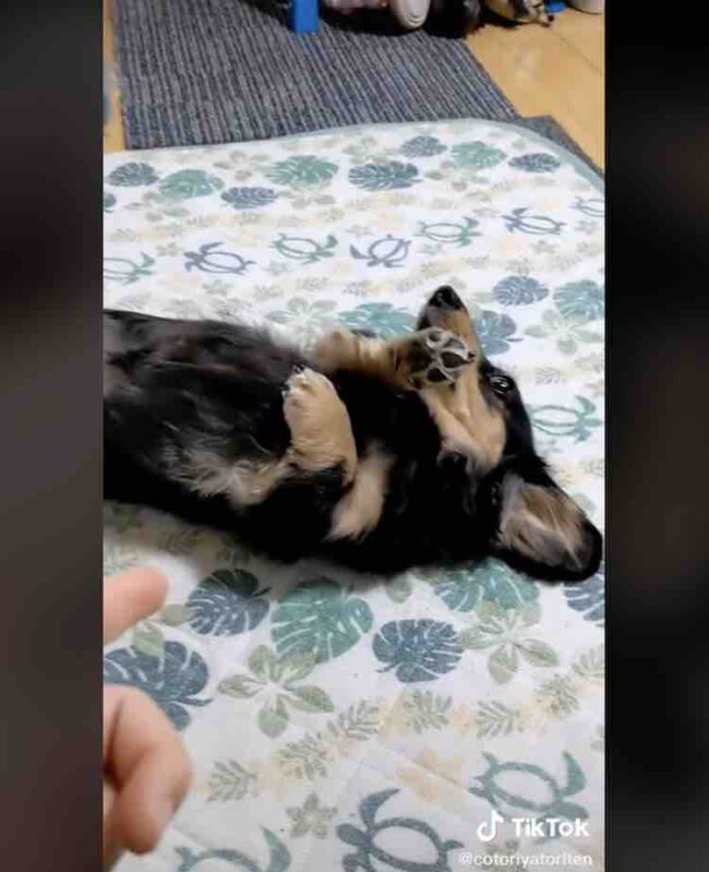 ダックスフンド,動画