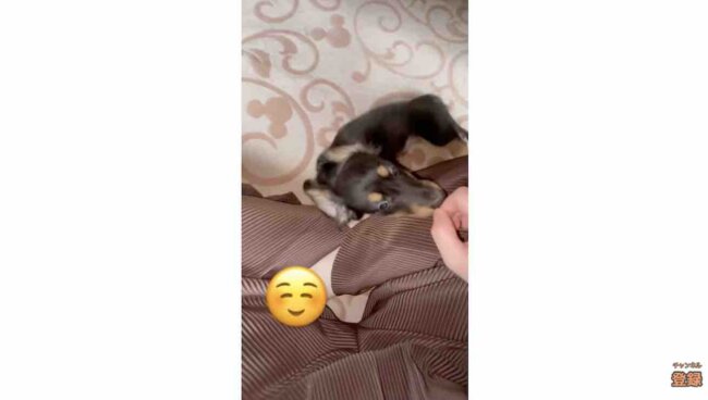 ダックスフンド,動画