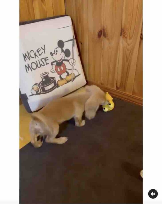 ダックスフンド,動画