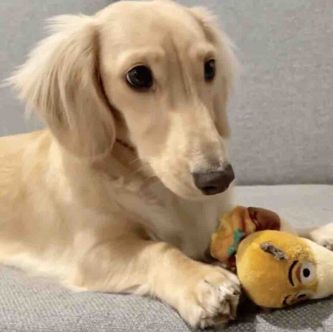 ダックスフンド,動画