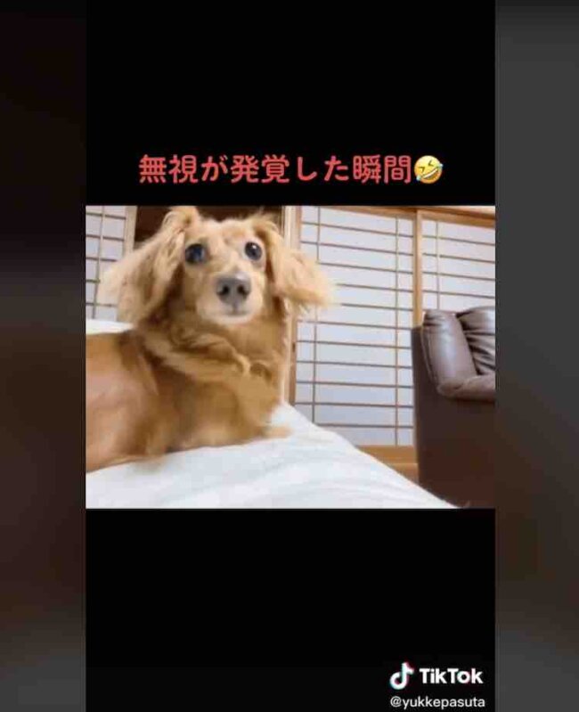 ダックスフンド,動画