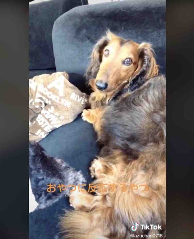 ダックスフンド,動画