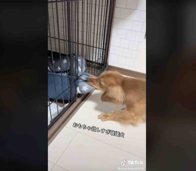 ダックスフンド,動画