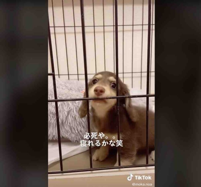 ダックスフンド,動画