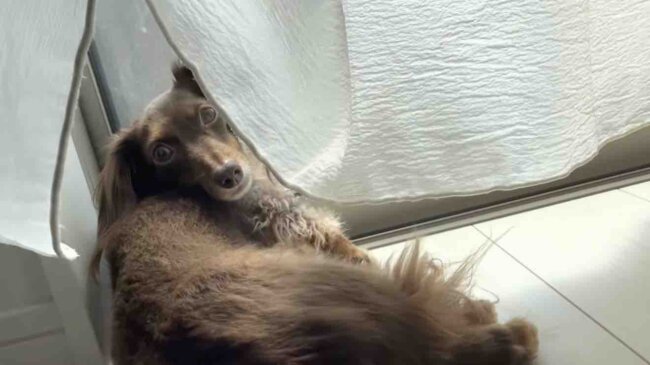 ダックスフンド,動画