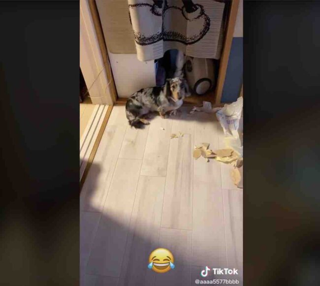 ダックスフンド,動画