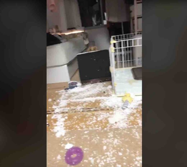 ダックスフンド,動画