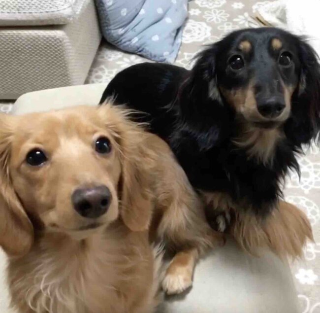 ダックスフンド,動画