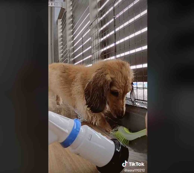 ダックスフンド,動画