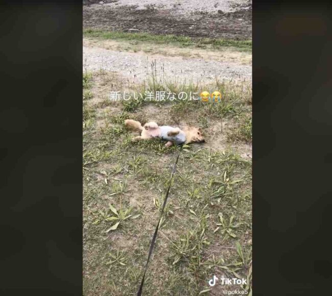 ダックスフンド,動画