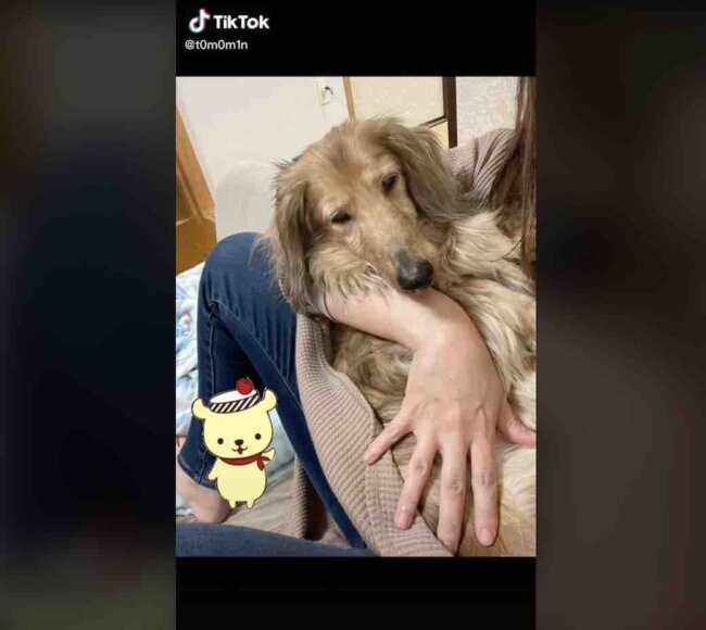 ダックスフンド,動画