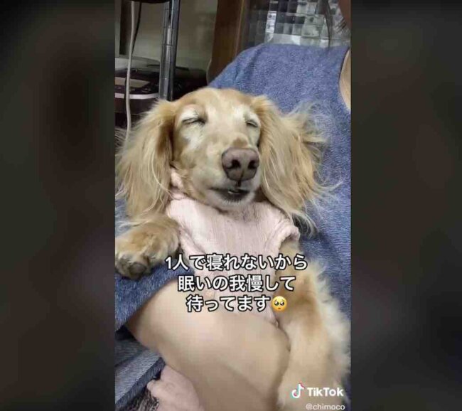 ダックスフンド,動画