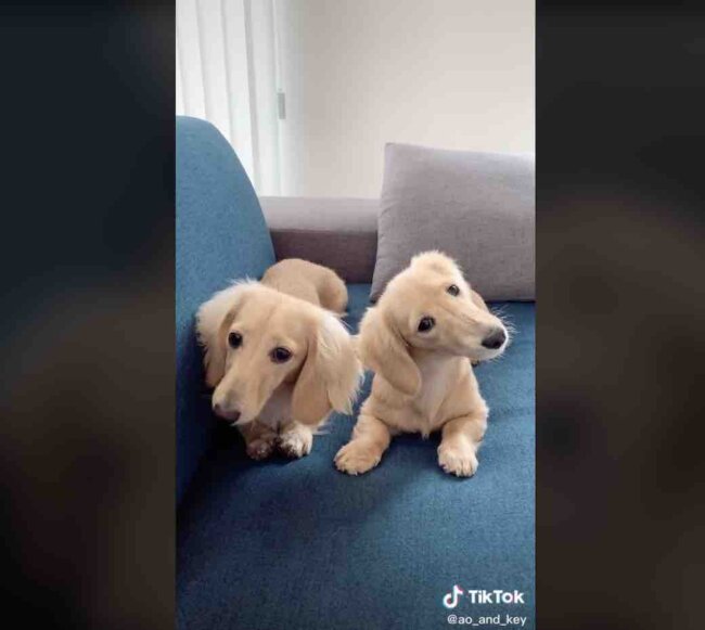 ダックスフンド,動画