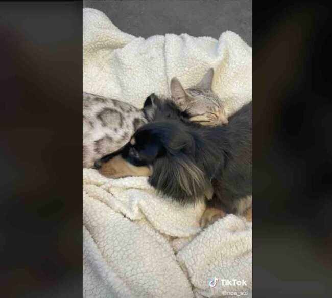 ダックスフンド,動画