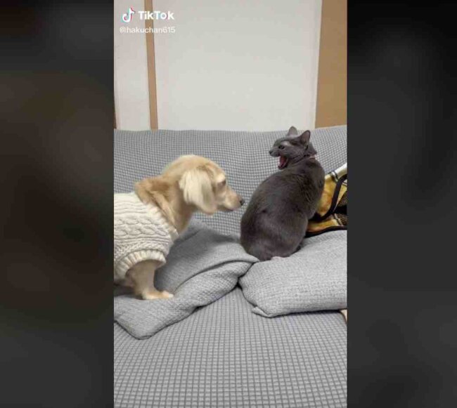 ダックスフンド,動画