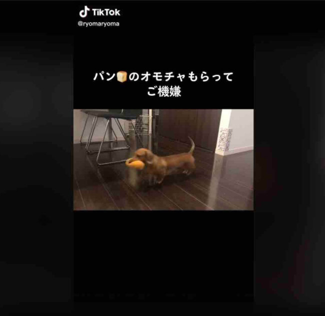 ダックスフンド,動画