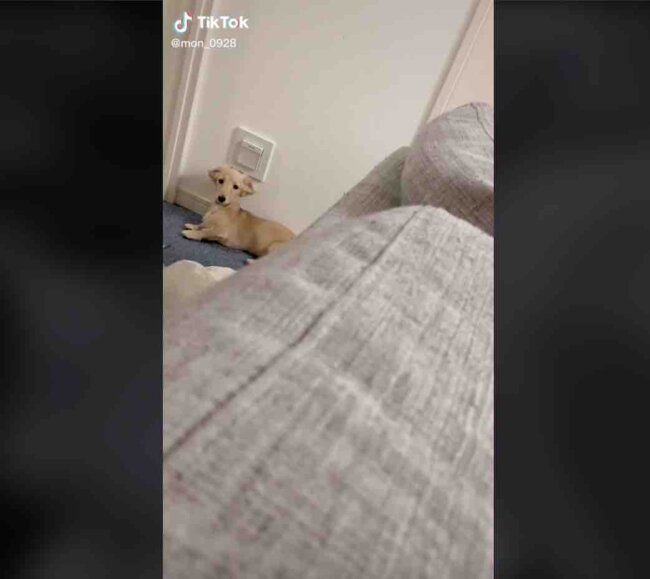 ダックスフンド,動画