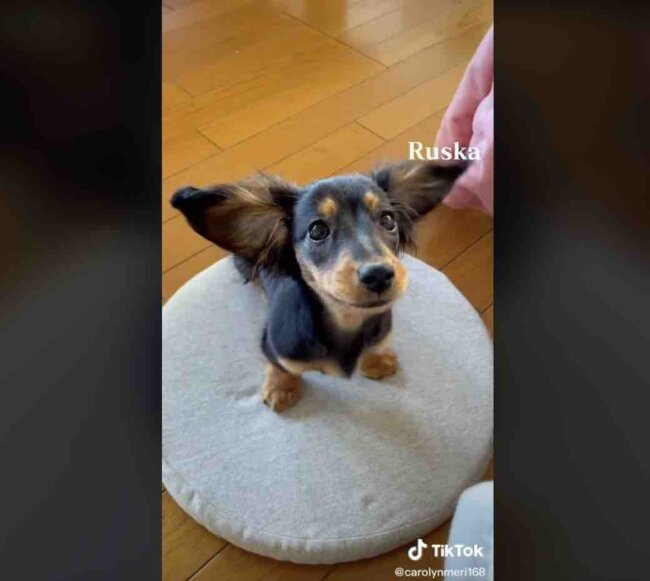 ダックスフンド,動画