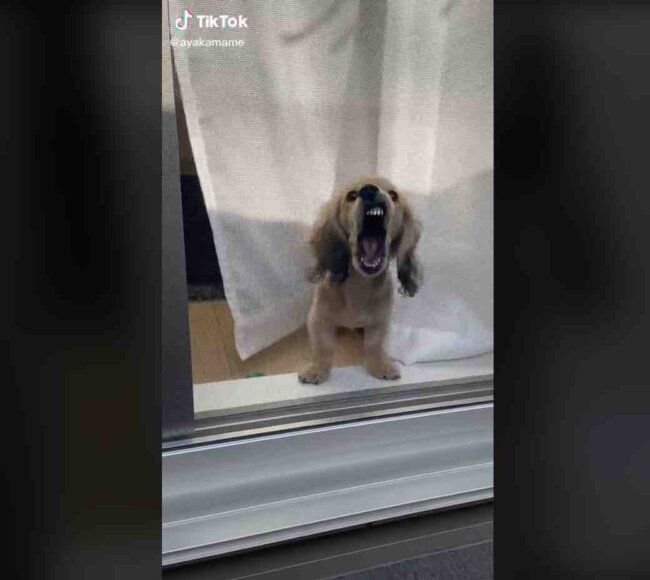 ダックスフンド,動画