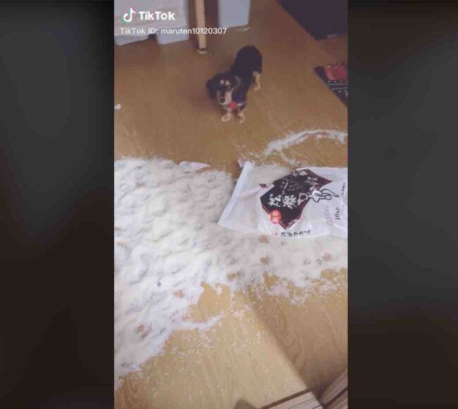 ダックスフンド,動画