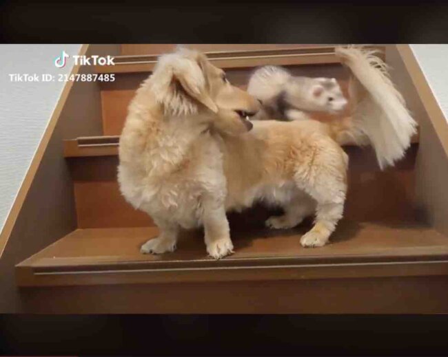 ダックスフンド,動画