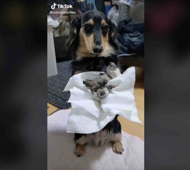 ダックスフンド,動画