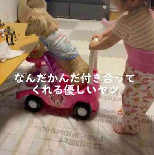 ダックスフンド,動画