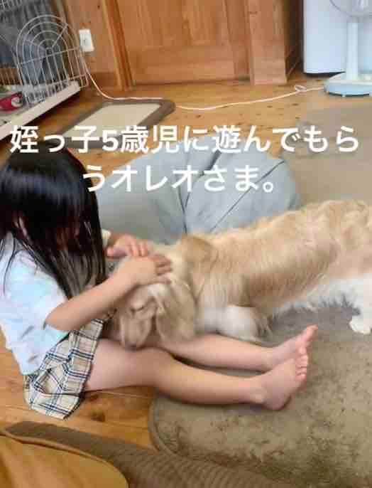 ダックスフンド,動画