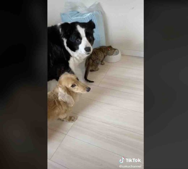 ダックスフンド,動画